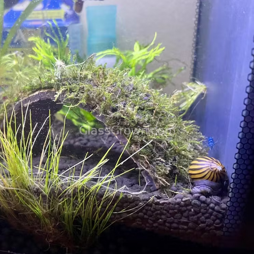 Zebra Nerite Snails 3 Pack