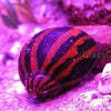 Zebra Nerite Snails 3 Pack