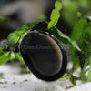Zebra Nerite Snails 3 Pack