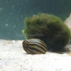 Zebra Nerite Snails 3 Pack