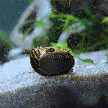 Zebra Nerite Snails 3 Pack