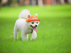 Colorful Mesh Breathable Pet Sun Hat with Ear Holes