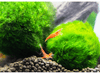 Live Marimo Moss Ball Aquarium 6PCS Set Kokedama Ball for 20 Gallon Aquarium
