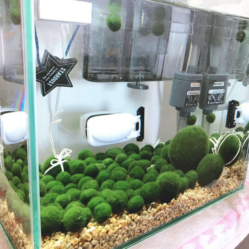 Live Marimo Moss Ball Aquarium 6PCS Set Kokedama Ball for 20 Gallon Aquarium