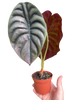 Alocasia 'Red Secret'