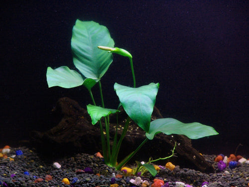Anubias Barteri – Easy Midground Plant