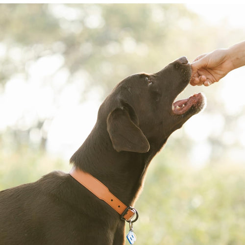 Quail Crunch Bites: Gourmet Dehydrated Dog Treats with Quail Meat & Shells | Premium Healthy Dog Treats for Training | Organic Ingredients for a Happy Palate