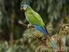 Illiger’s Macaw