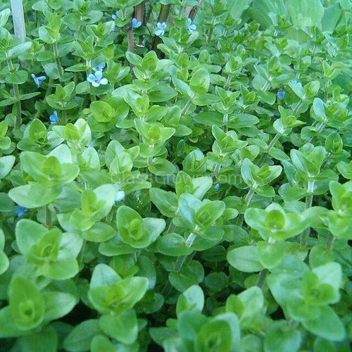 Bunch Lemon Bacopa Caroliniana