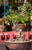 Adenium Obesum 'Desert Rose' Seeds