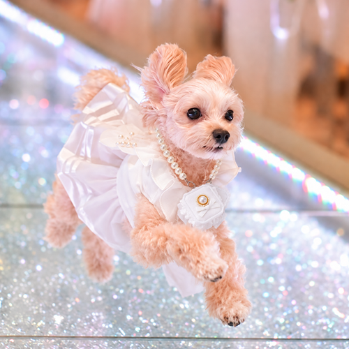 Pet Wedding Ring Bearer Box Pearl Necklace