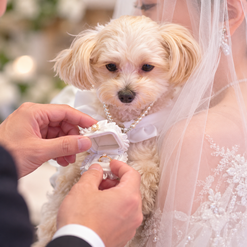 Pet Wedding Ring Bearer Box Pearl Necklace