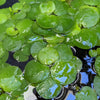 Amazon Frogbit (6 plants)