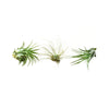 Air Plant 3 Pack - Three Air Plant Varieties - 2-3 Large