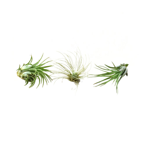 Air Plant 3 Pack - Three Air Plant Varieties - 2-3 Large