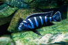 Demasoni cichlids