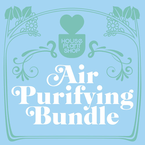 Air Purifying Variety Bundle
