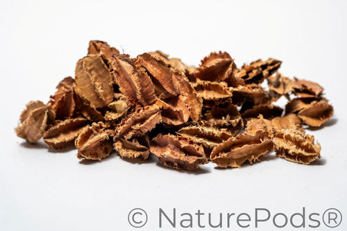 Mini Arjuna Seed Pods