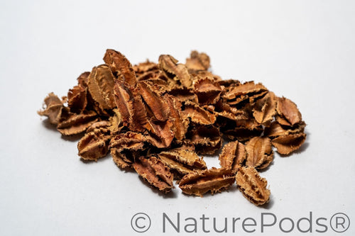 Mini Arjuna Seed Pods