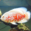 Albino Red Tiger Oscar 2+