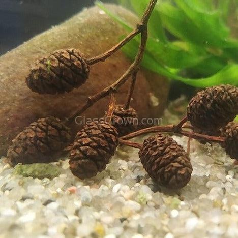 Pollen Shrimp Enrichment Pack