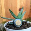Aloe Mix Seeds