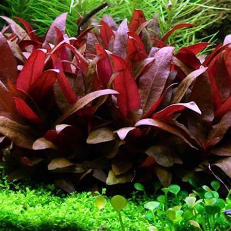 Alternanthera Reineckii mini (6+ stems)