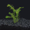 Anacharis - Elodea Najas - Water Weed