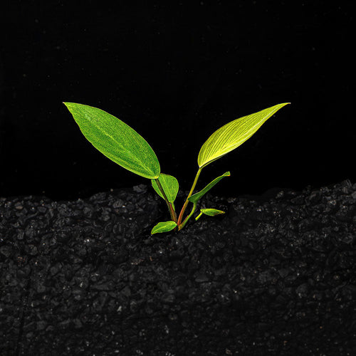 Anubias Hastifolia