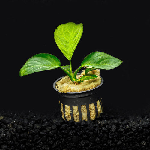 Anubias Barteri