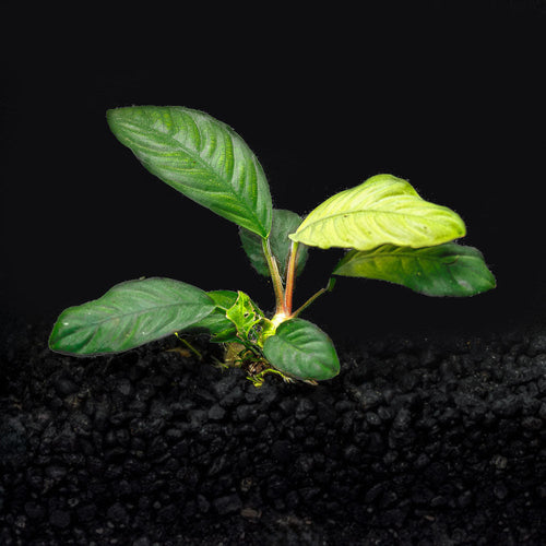 Anubias Coffeefolia