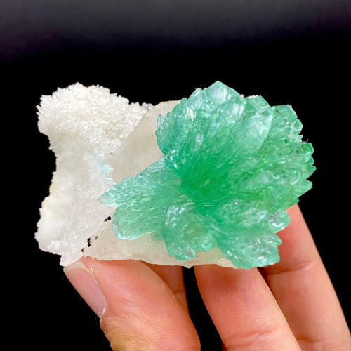 Rare Green Apophyllite Spray on Calcite | Natural Indian Mineral Specimen from Jalgaon DK87