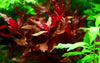 Alternanthera Rosanervig (6 stems)