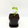 Asparagus Asparagoides Smilax 'Bridal Creeper' Seeds