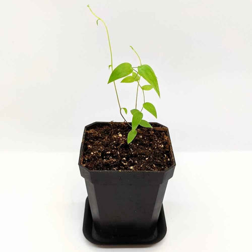 Asparagus Asparagoides Smilax 'Bridal Creeper' Seeds