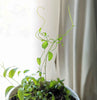 Asparagus Asparagoides Smilax 'Bridal Creeper' Seeds