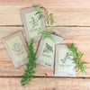 Asparagus Fern Houseplant Seed Collection