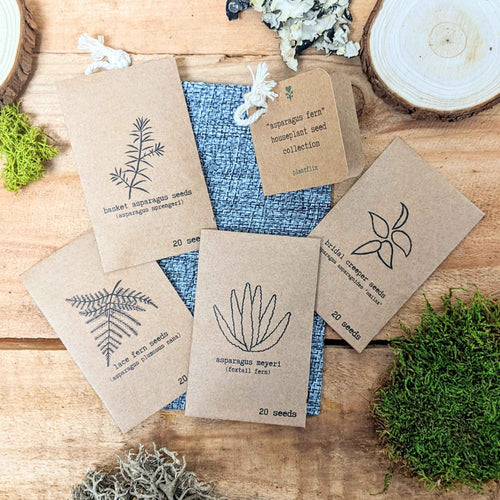 Asparagus Fern Houseplant Seed Collection