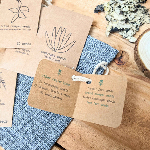 Asparagus Fern Houseplant Seed Collection