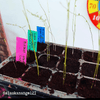 Asparagus Fern Houseplant Seed Collection