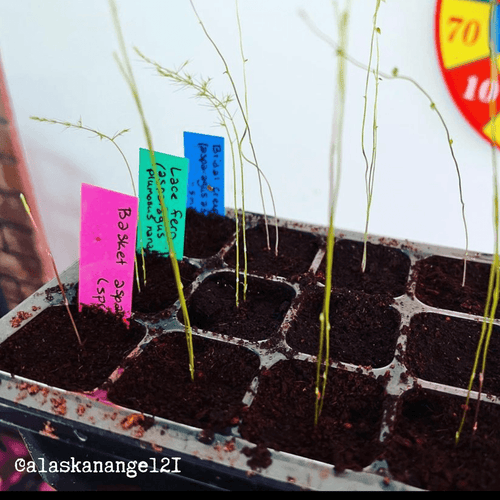 Asparagus Fern Houseplant Seed Collection
