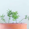 Asparagus Meyeri 'Foxtail Fern' Seeds