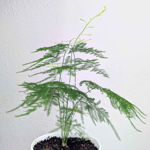 Asparagus Plumosus Nana 'Lace Fern'