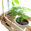 Asparagus Plumosus Nana 'Lace Fern'