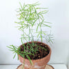 Asparagus Sprengeri 'Basket Asparagus' Seeds