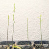 Asparagus Sprengeri 'Basket Asparagus' Seeds
