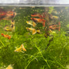 Guppy Fish Assorted Mixed Fancy