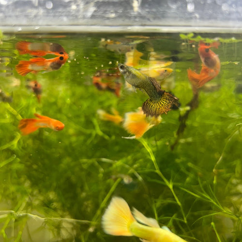 Guppy Fish Assorted Mixed Fancy