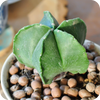 Astrophytum Mix Star Cactus Seeds