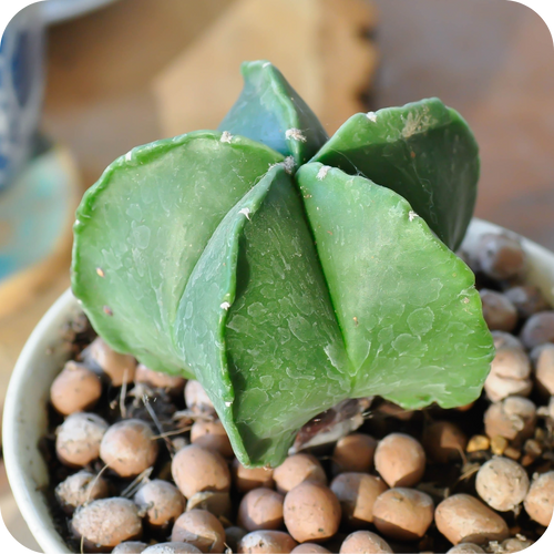 Astrophytum Mix Star Cactus Seeds